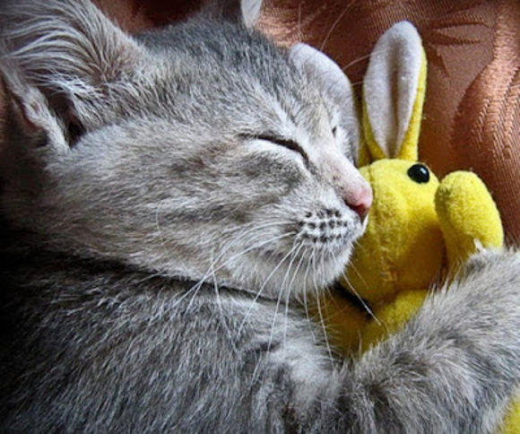 Meet your Posher, Ava - Picture 1 of 1